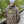 S.J. Warrior Camo Hoodie
